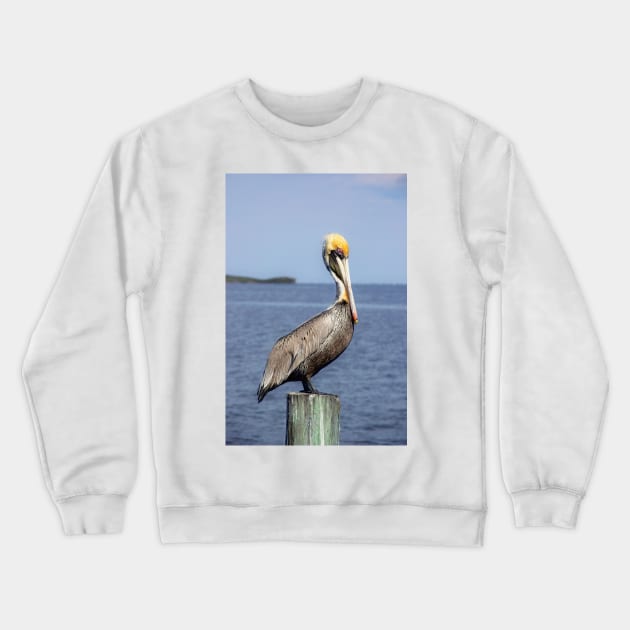 Brown Pelican Crewneck Sweatshirt by irishmurr